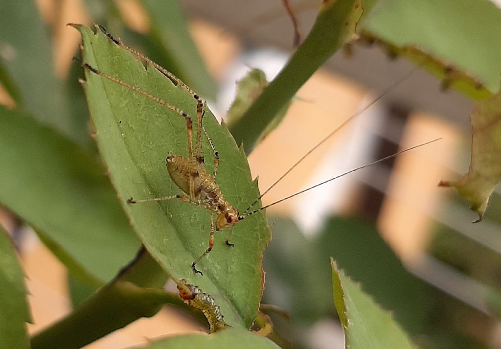 da identificare... Tettigoniidae?... no, neanide di Phaneroptera cfr. nana